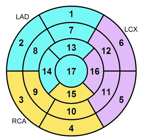 17 segment heart model.